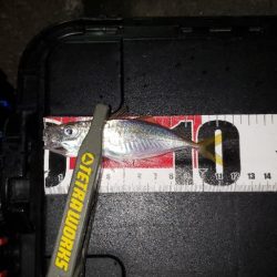 新規さんとコラボ釣行。