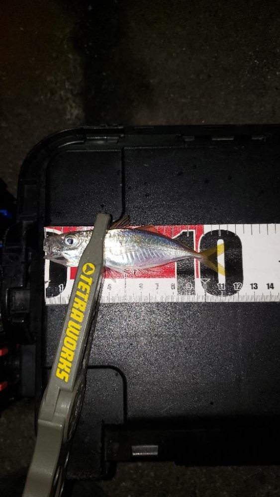 新規さんとコラボ釣行。