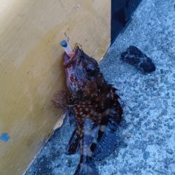 目当ての魚は釣れず