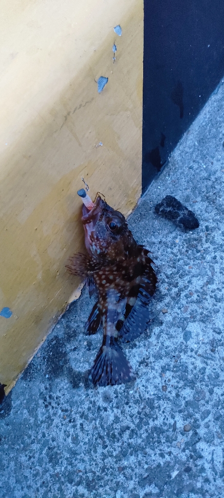 目当ての魚は釣れず