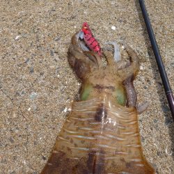 堤防ランガンエギングIN対馬