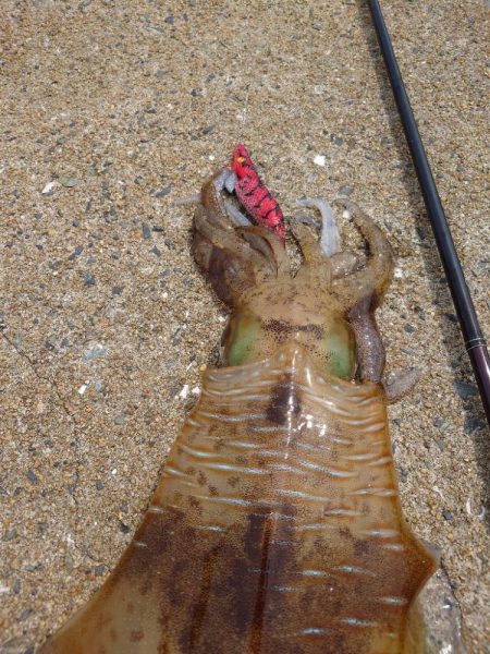 堤防ランガンエギングIN対馬