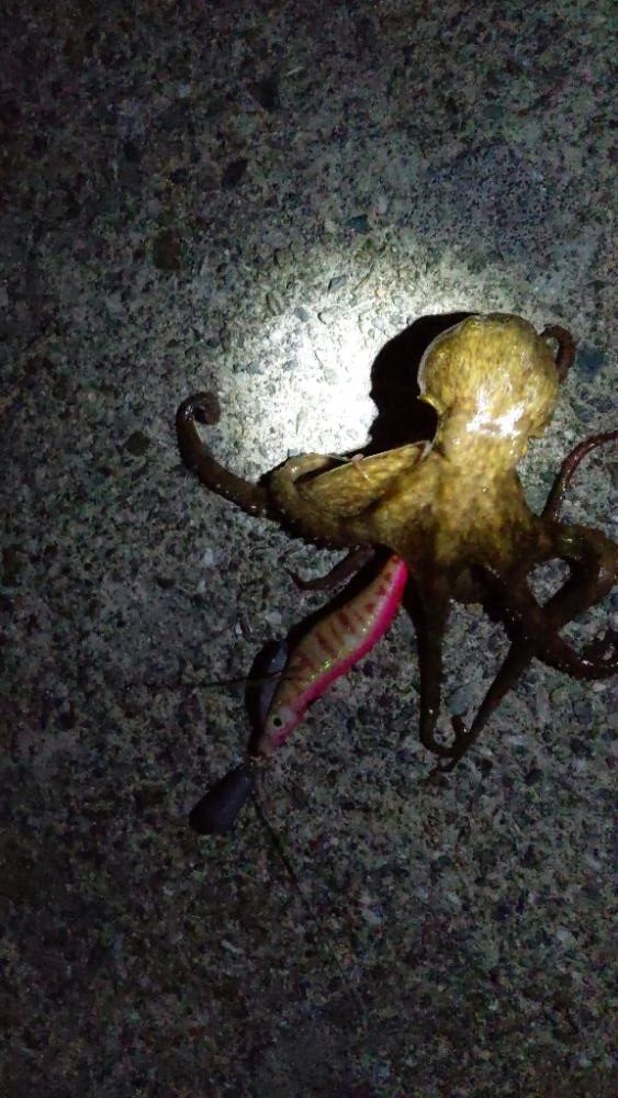 🐙ミニモニタコちゃん🐙