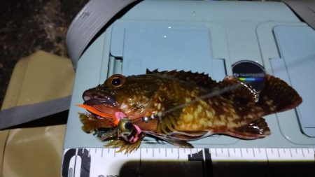 久しぶりのマイラバ