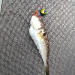 大爆死も何とか捻り出し