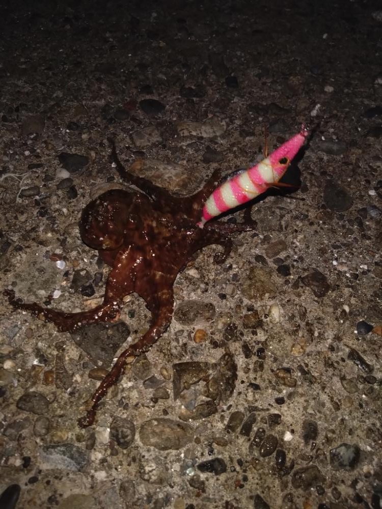 今年初タコは新子