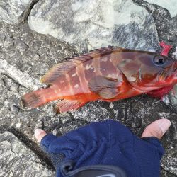 ここにもいた！アカハタ