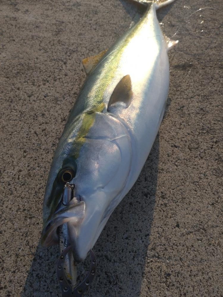 信頼と実績のセットアッパーで青物