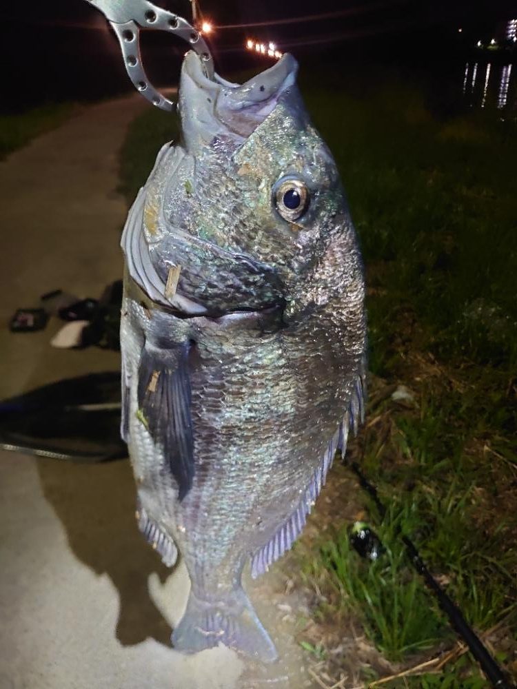 シーバス狙いでチヌ入れ喰い…