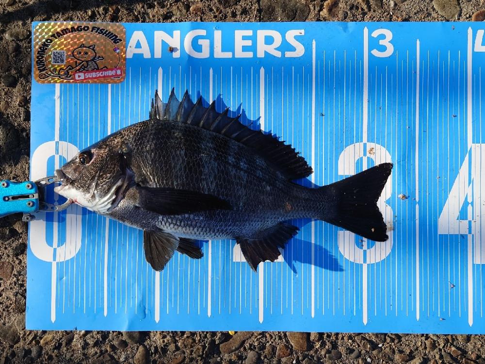 ふかせ釣り第6戦💦