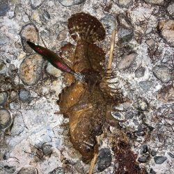 オニオコゼ！ケンサキ（）