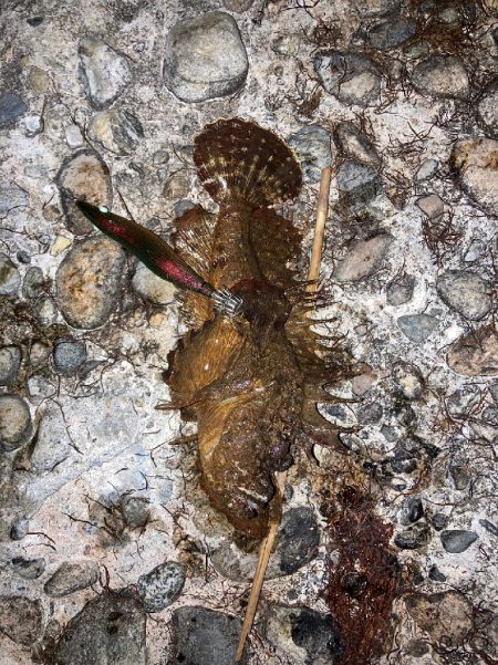 オニオコゼ！ケンサキ（）