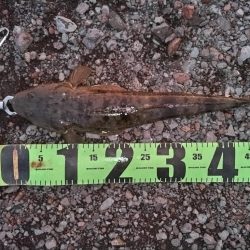 マゴチ釣れました。