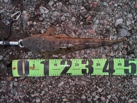 マゴチ釣れました。