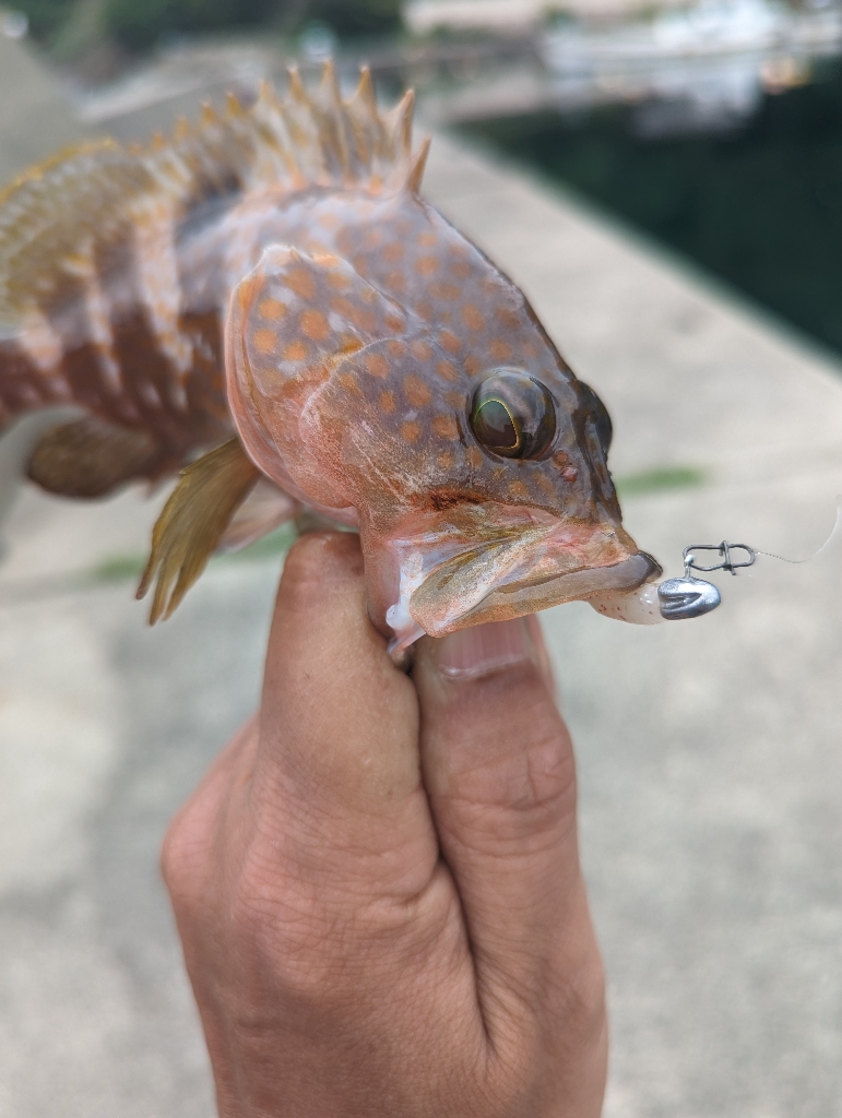 陸っぱり釣行記