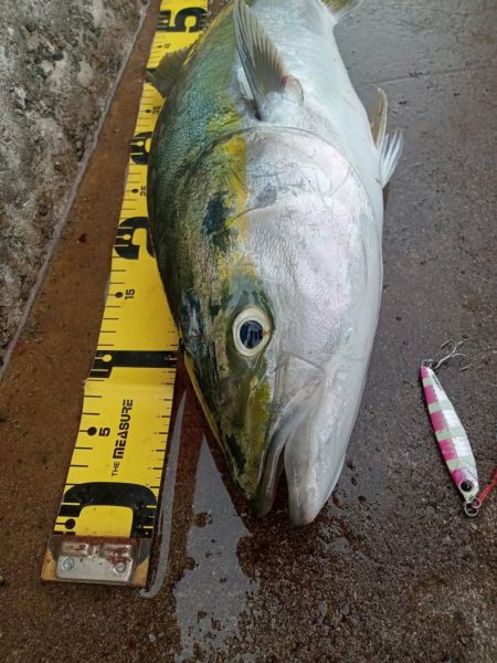 プチsalt water game