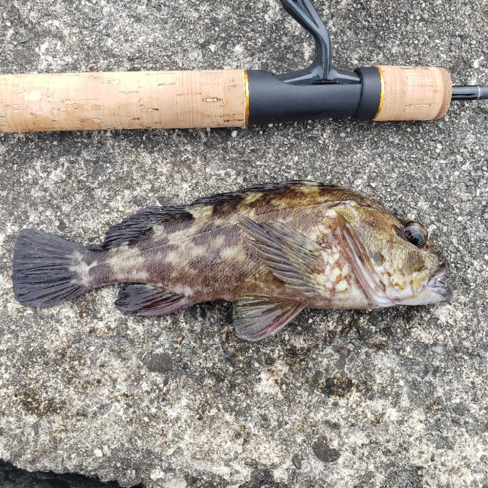 ロックフィッシュ釣行