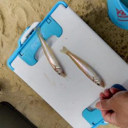 キス釣りにビッグな客人