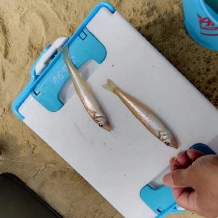 キス釣りにビッグな客人