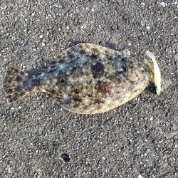 御無沙汰、鮃さん