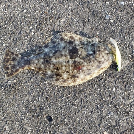 御無沙汰、鮃さん