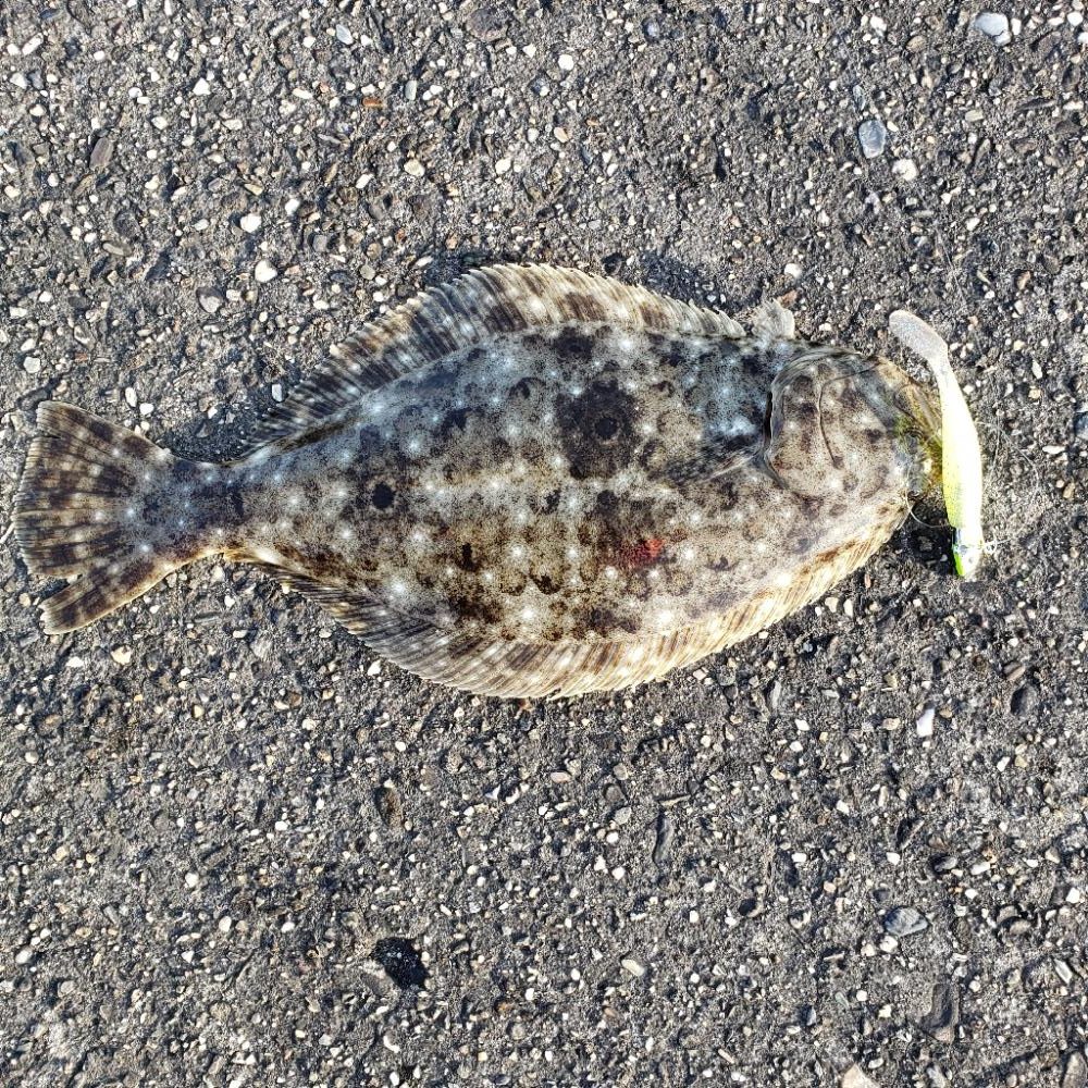 御無沙汰、鮃さん