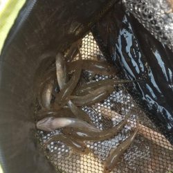 デキハゼ釣り〜淀川