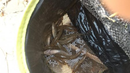 デキハゼ釣り〜淀川