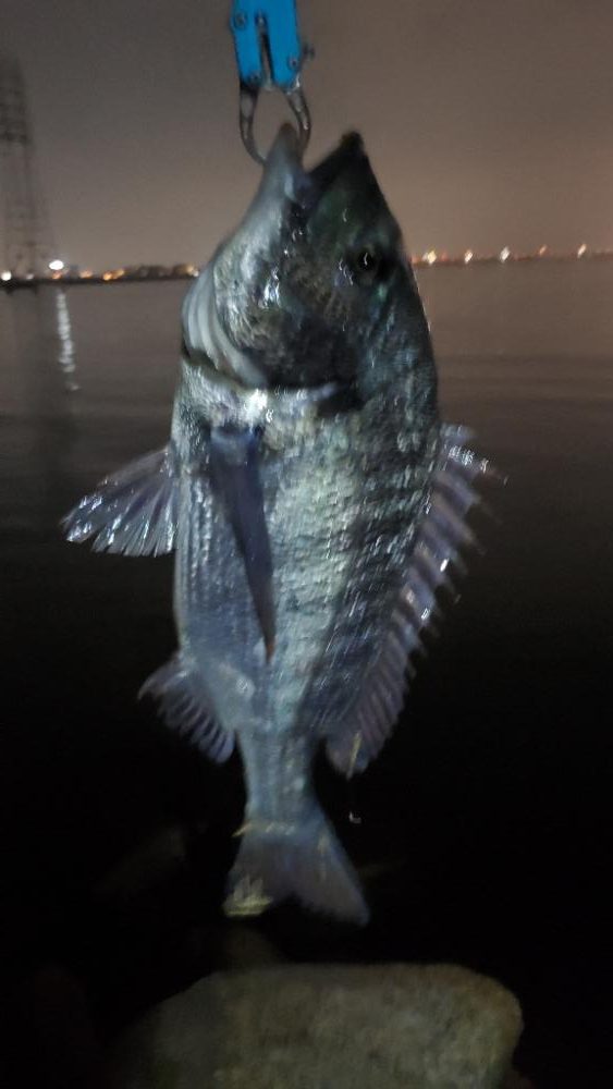 チヌ-ボラのダブルツ抜け