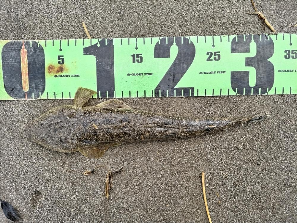 オキザヨリ釣れました!