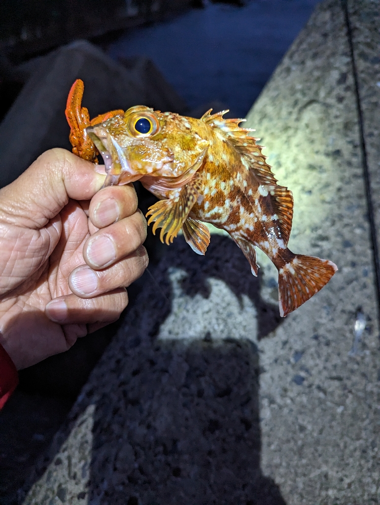 陸っぱり釣行記