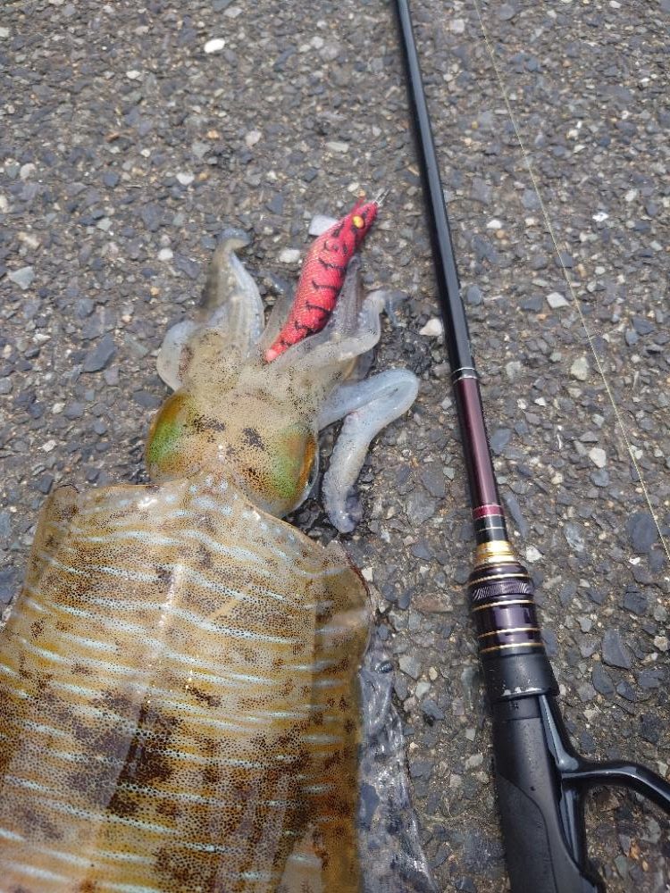 ランガンエギングIN対馬