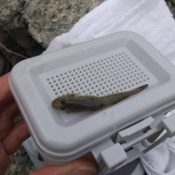 手長エビ～ようやく…