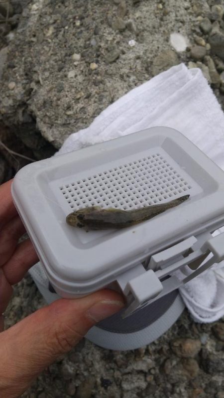 手長エビ～ようやく…