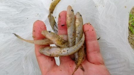 デキハゼ〜甘露煮用