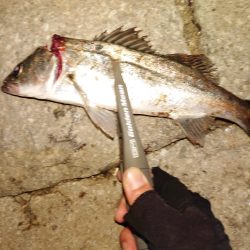 アジングでチーバス