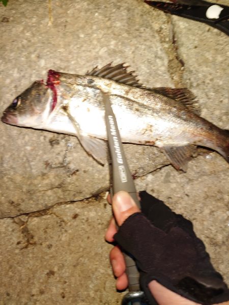 アジングでチーバス