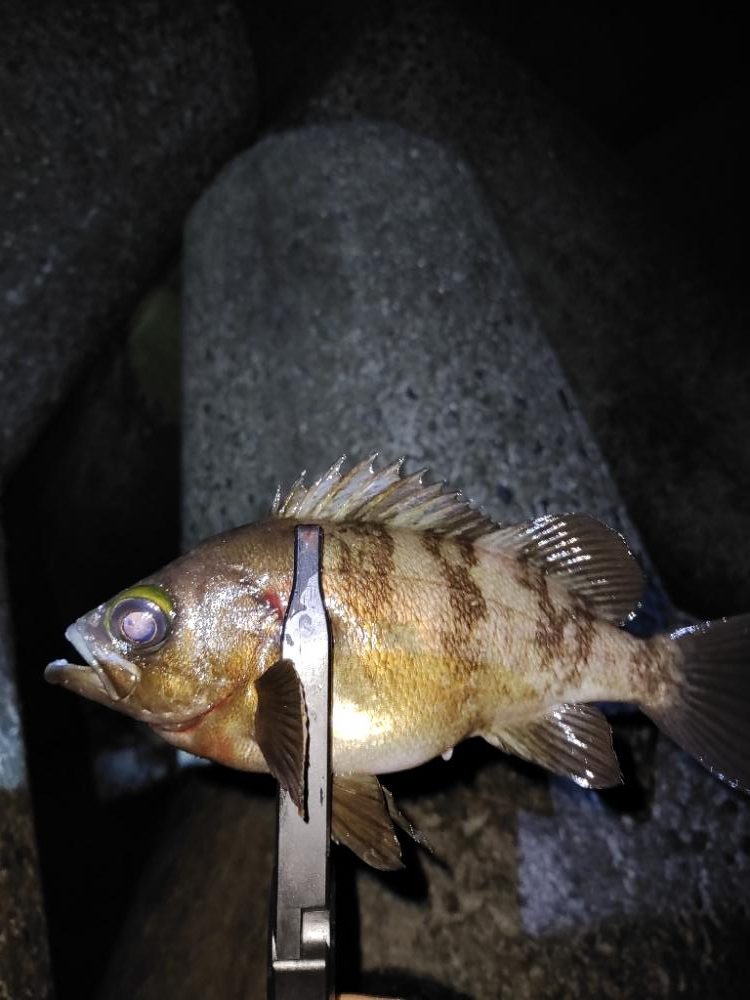 メバリング@りんくう