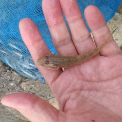 デキハゼ～チビハゼ