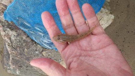 デキハゼ～チビハゼ