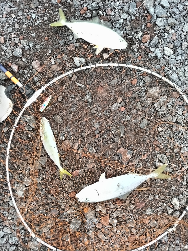 ヤズ（ブリの幼魚）釣れました。