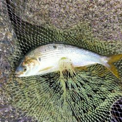 コノシロとスナメリ