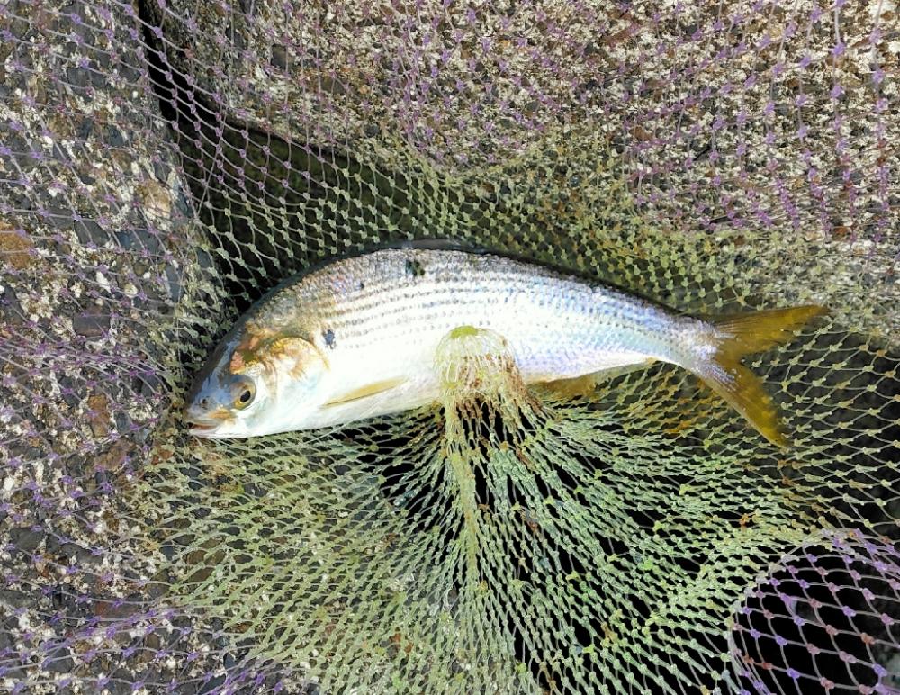 コノシロとスナメリ