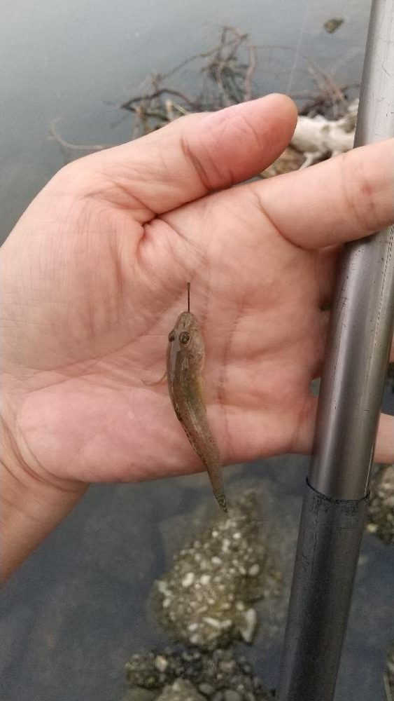 ハゼ釣り〜淀川