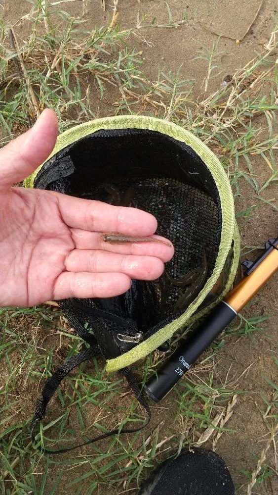 ウロコ付け〜ハゼ