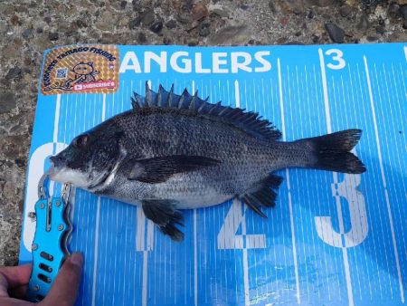 ふかせ釣り第5戦💦