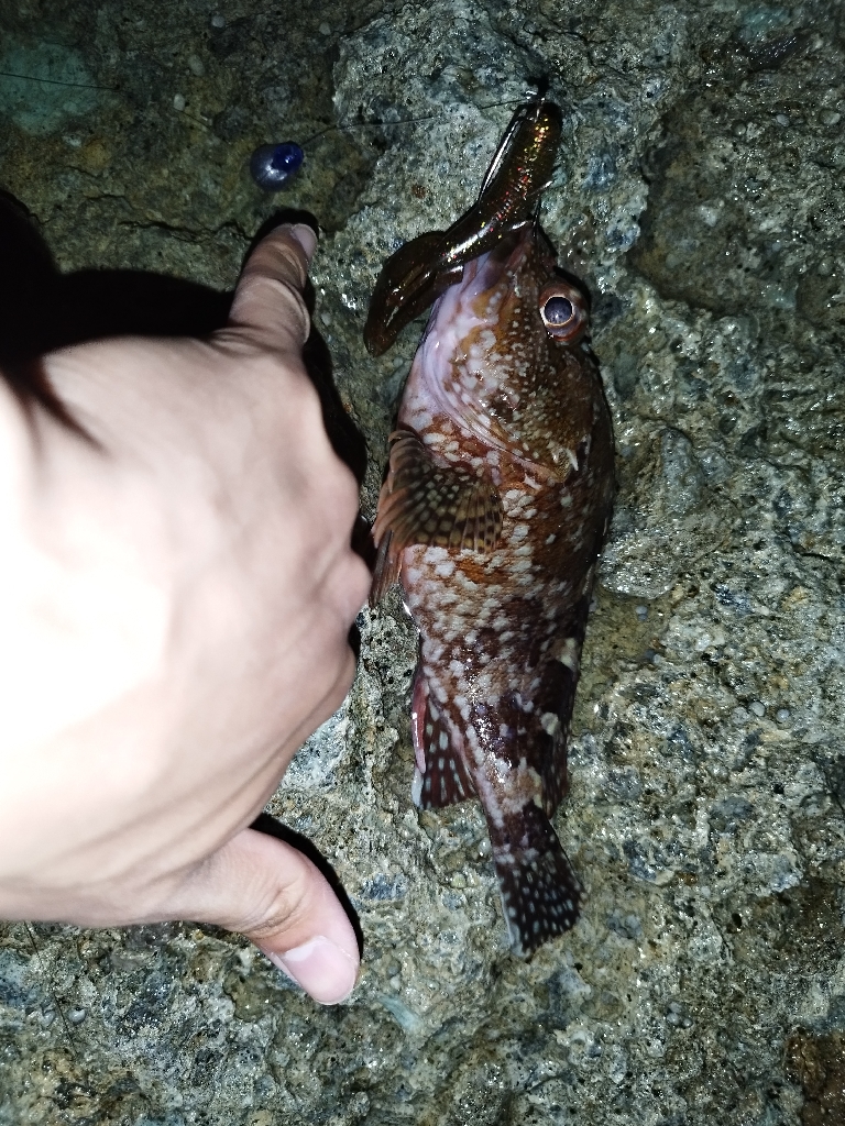 アコウ狙いでガシラ