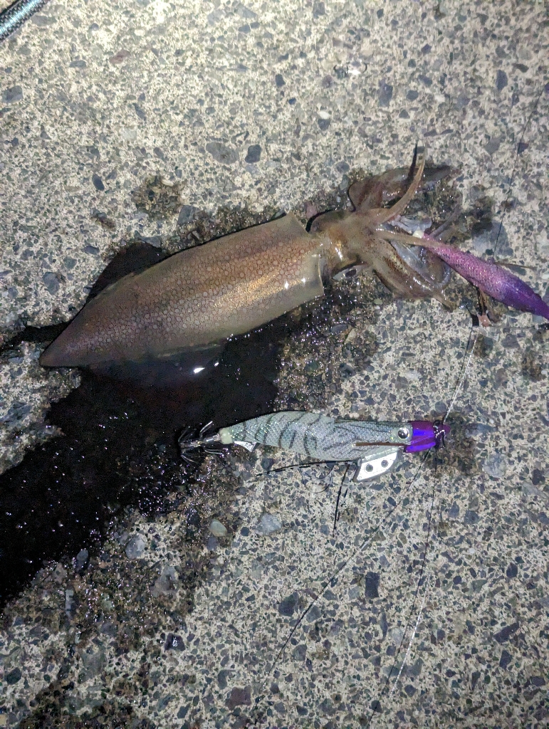 本命3種の欲張り釣行