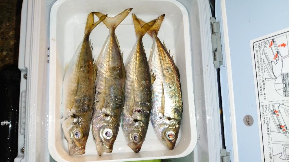 やっとこの回遊やね！