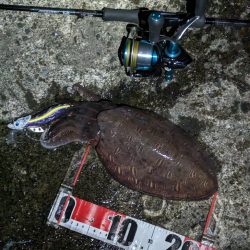 釣り日和と釣果の相反